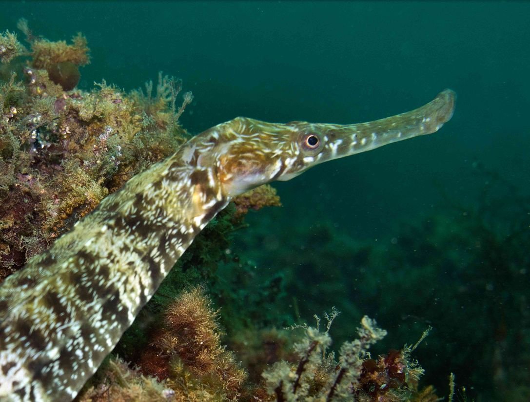 Рыба игла Черноморская