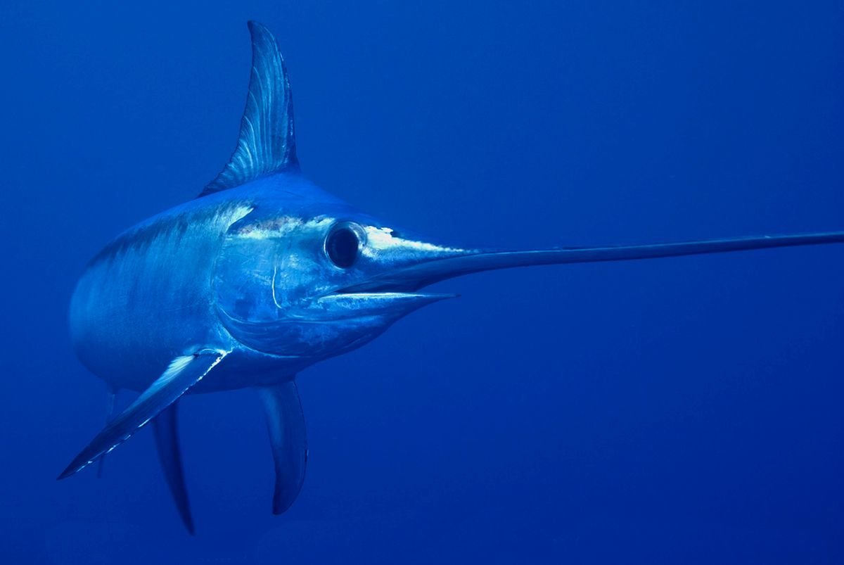 Атлантический голубой Марлин