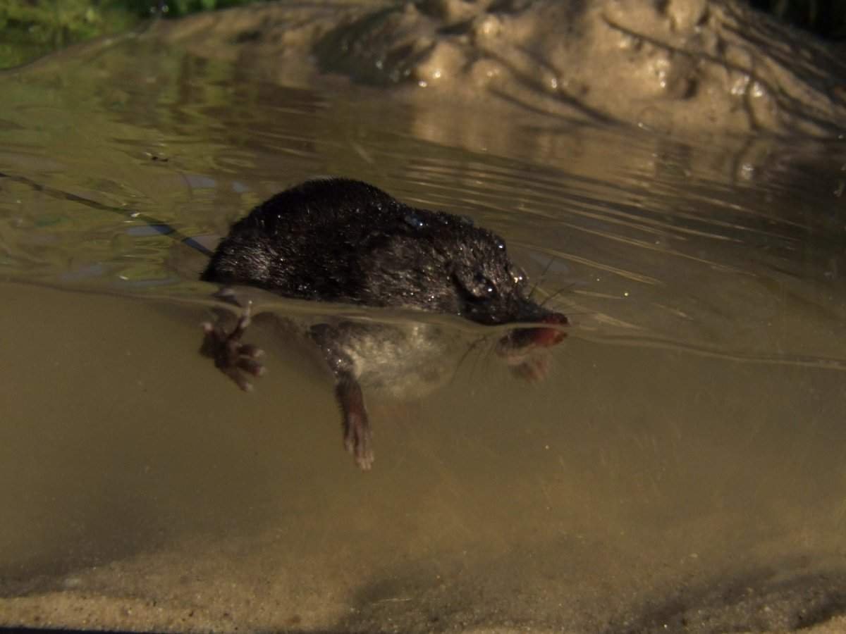 Водяная землеройка
