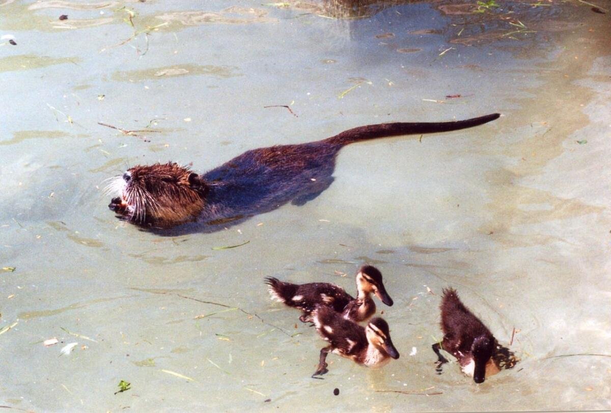 Нутрия плавает