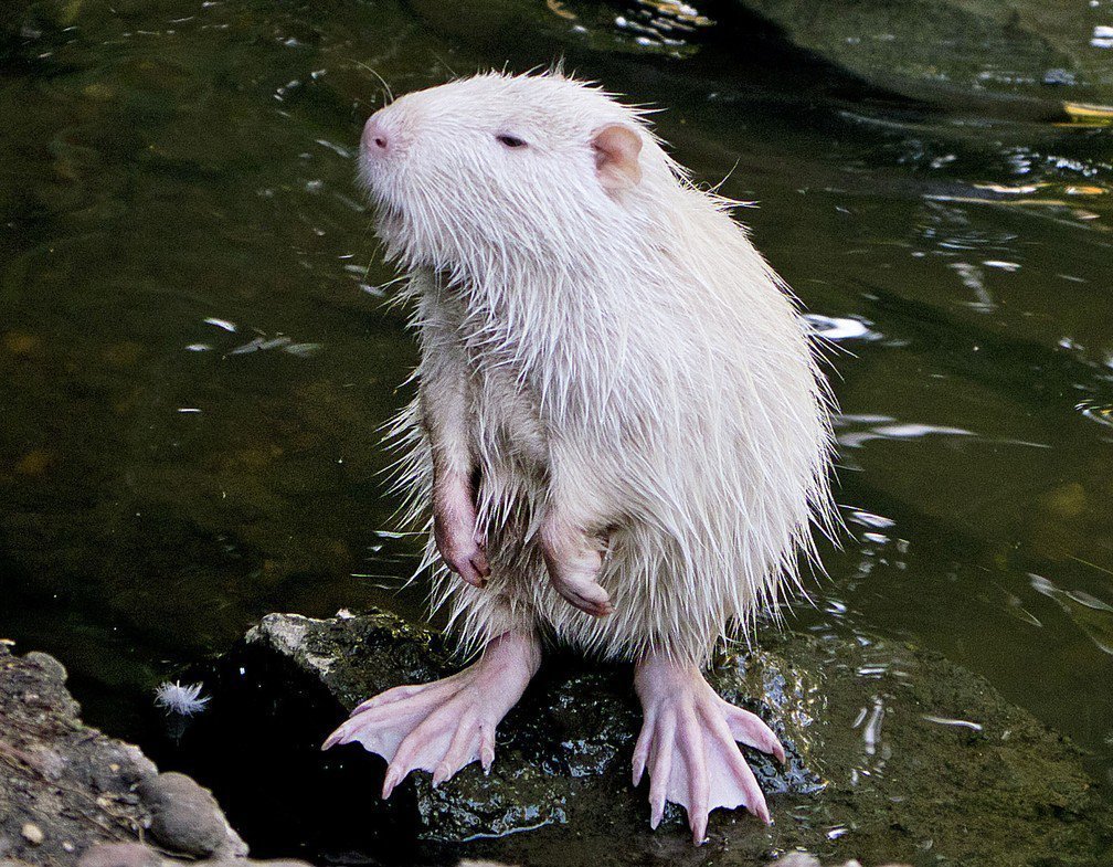 Ондатра альбинос