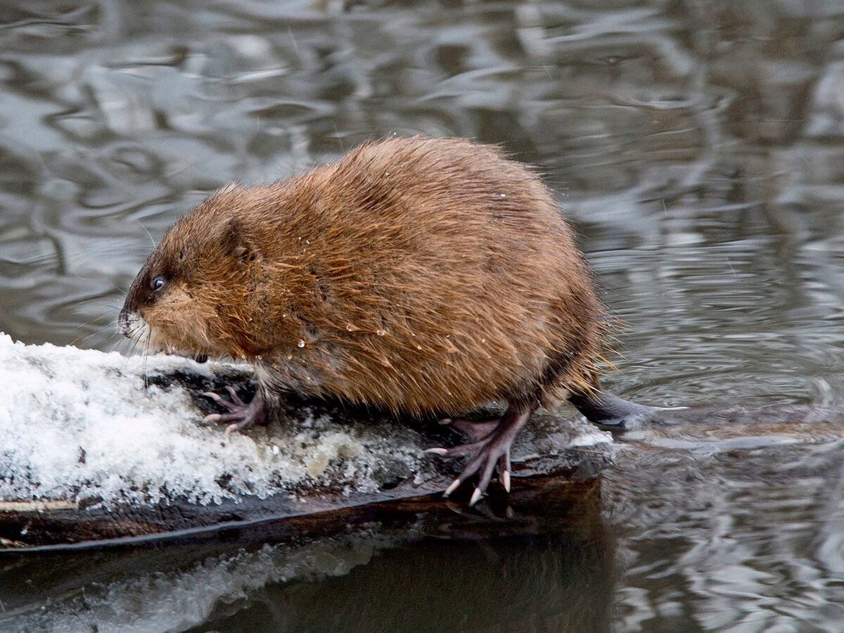 Ондатра мускусная крыса