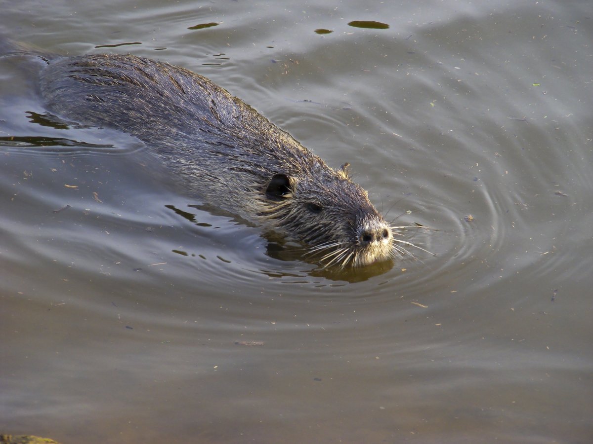 Водяная полёвка нутрия