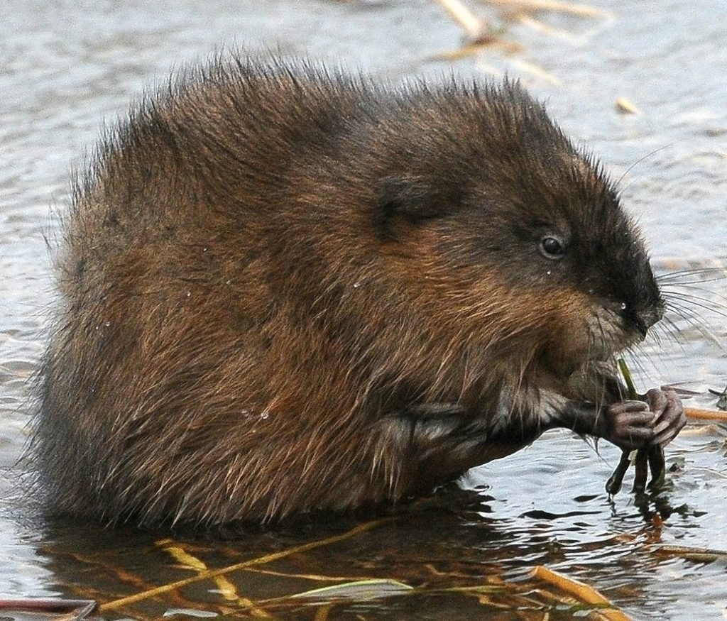 Ондатра мускусная крыса