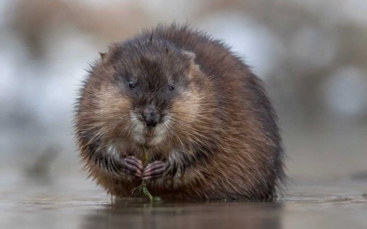 Североамериканская ондатра