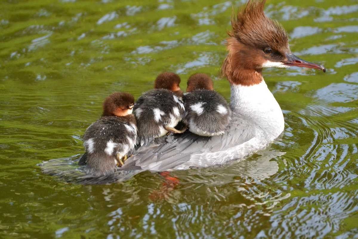 Нырок крохаль