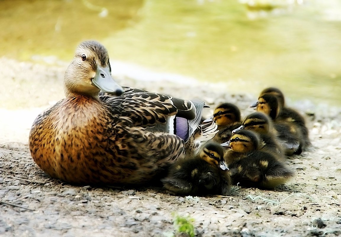 Утка кряква с утятами