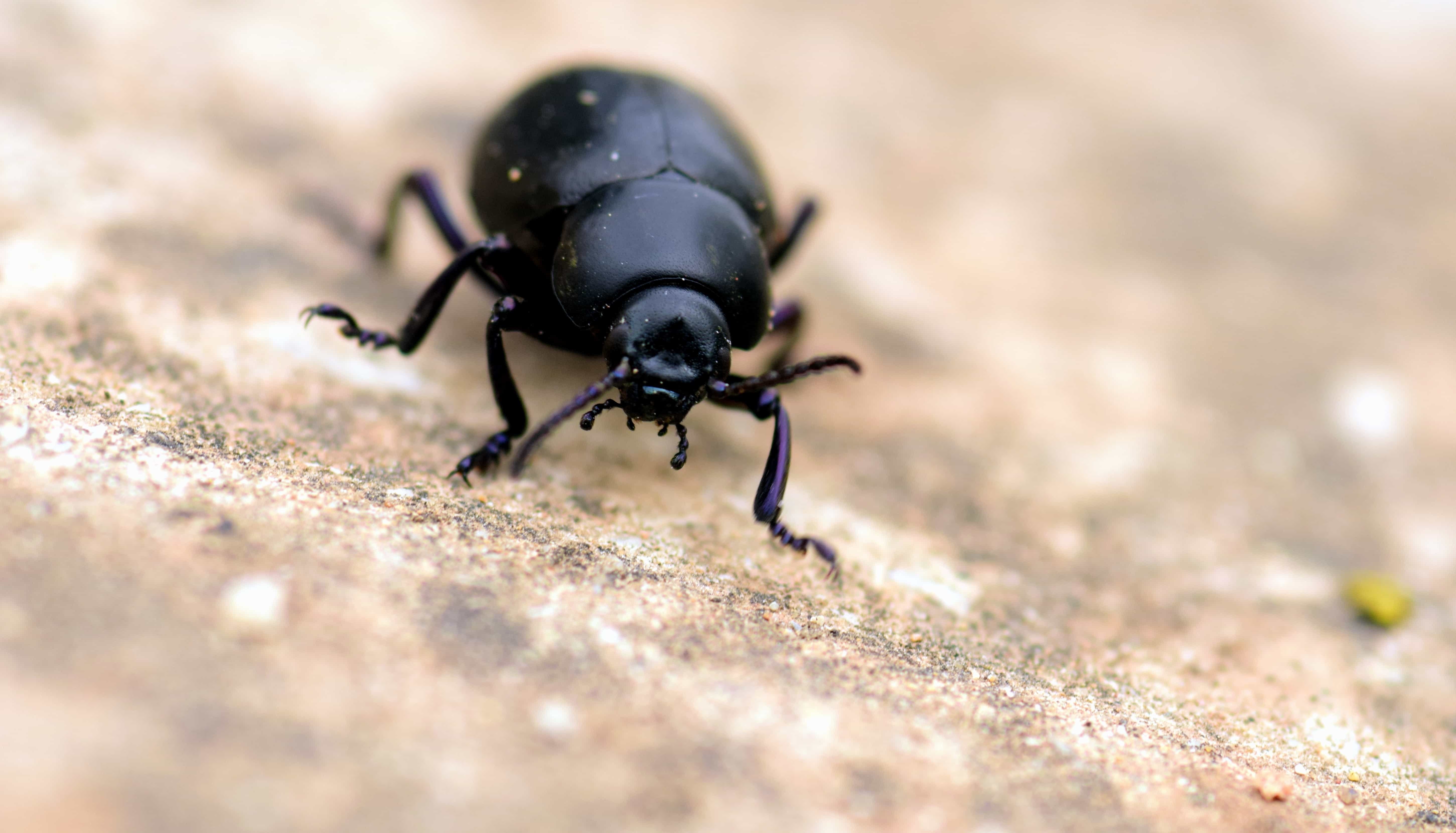 Маленькие черные жуки в доме - 72 фото