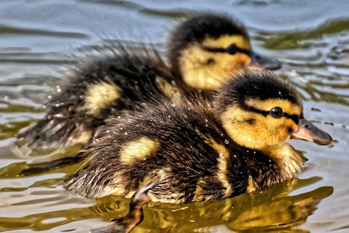 Утка кряква птенцы