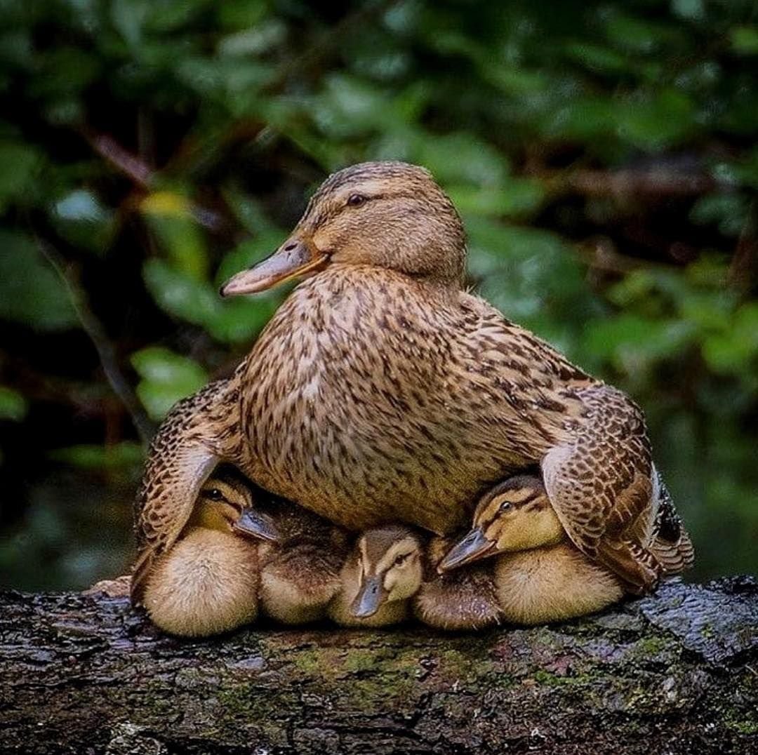 Утка прикол