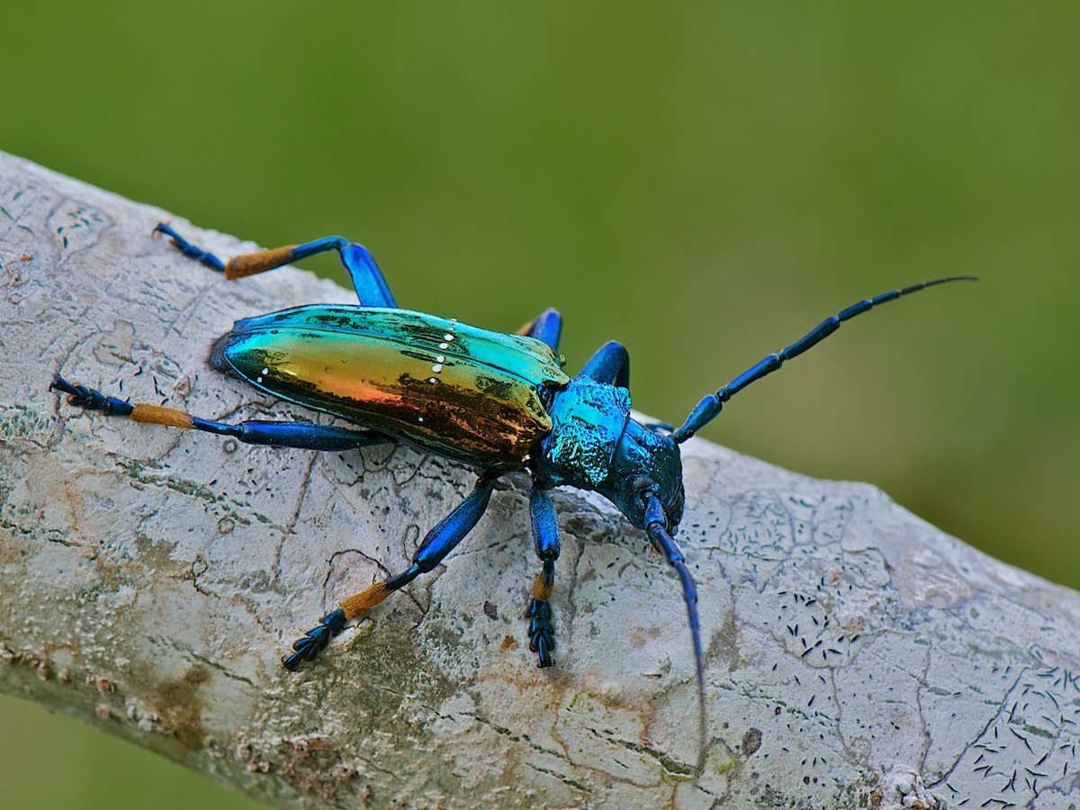 Маленький красный Жук