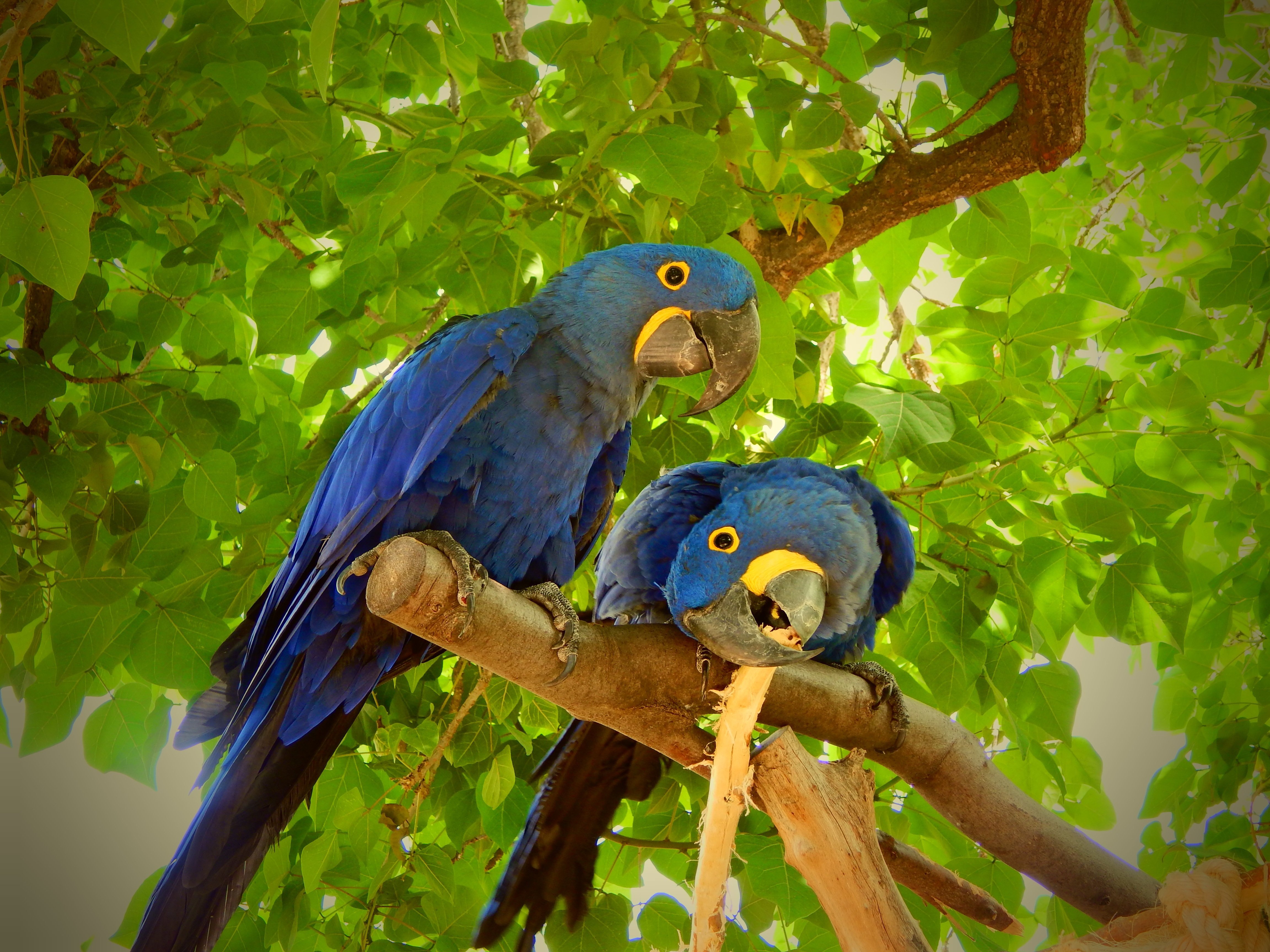 К чему снится попугай во сне. Попугай ара гиацинтовый. Мадагаскарский попугай. Гиацинтовый ара в дикой природе. Попугайчики неразлучники голубые ары.