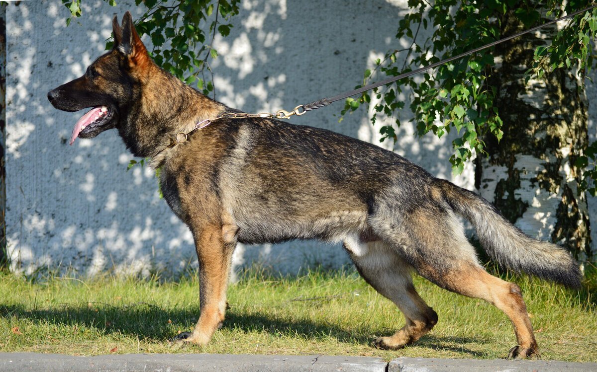 Зонарная немецкая овчарка