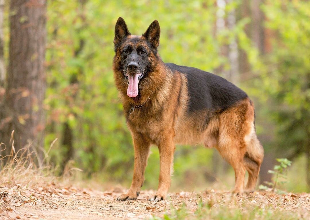 Чепрачная немецкая овчарка