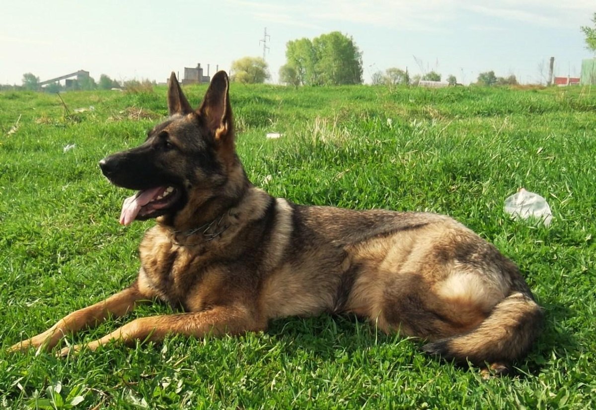 Зонарная немецкая овчарка
