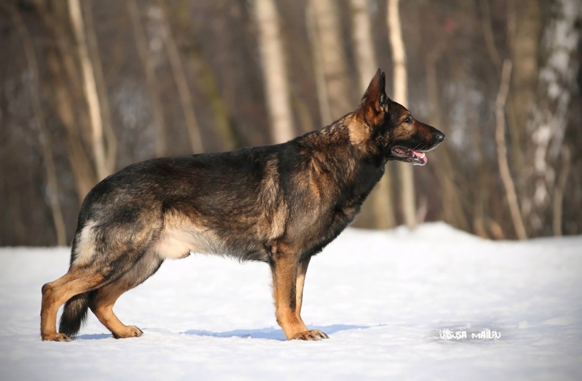 Немецкая овчарка зонарного окраса