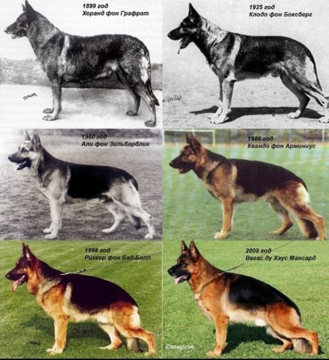 Щенки немецкой овчарки стандарт породы по месяцам