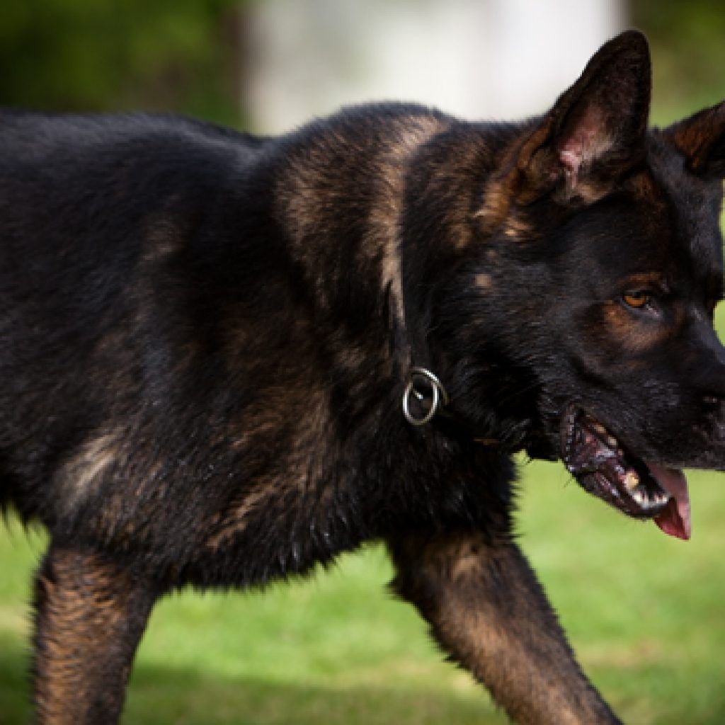 Щенок немецкой овчарки темно зонарного окраса