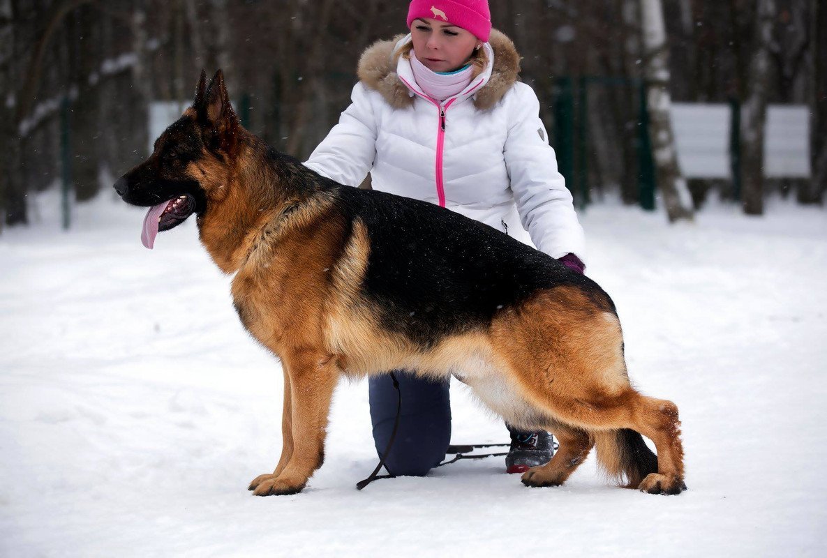 Рыже зонарная немецкая овчарка