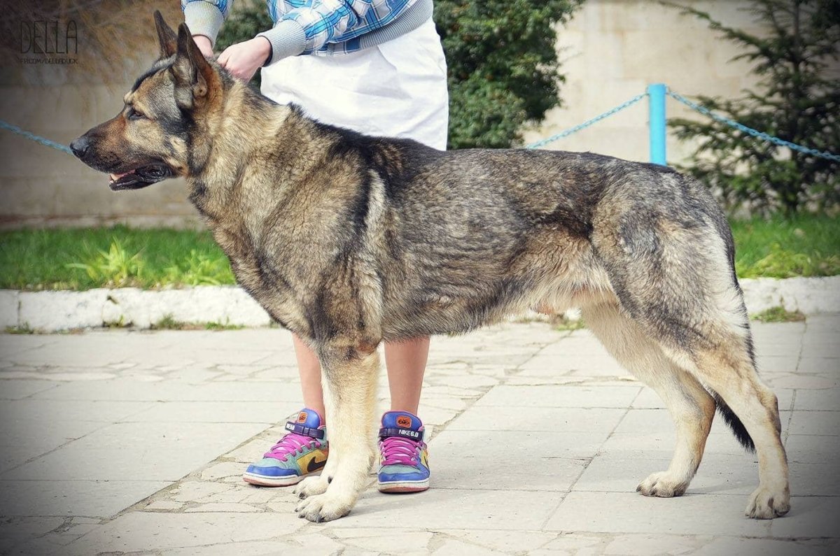 Зонарная ВЕО овчарка Восточно-европейская
