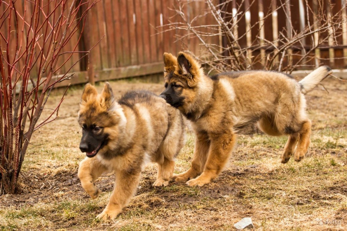 Зонарно рыжая длинношерстная немецкая овчарка