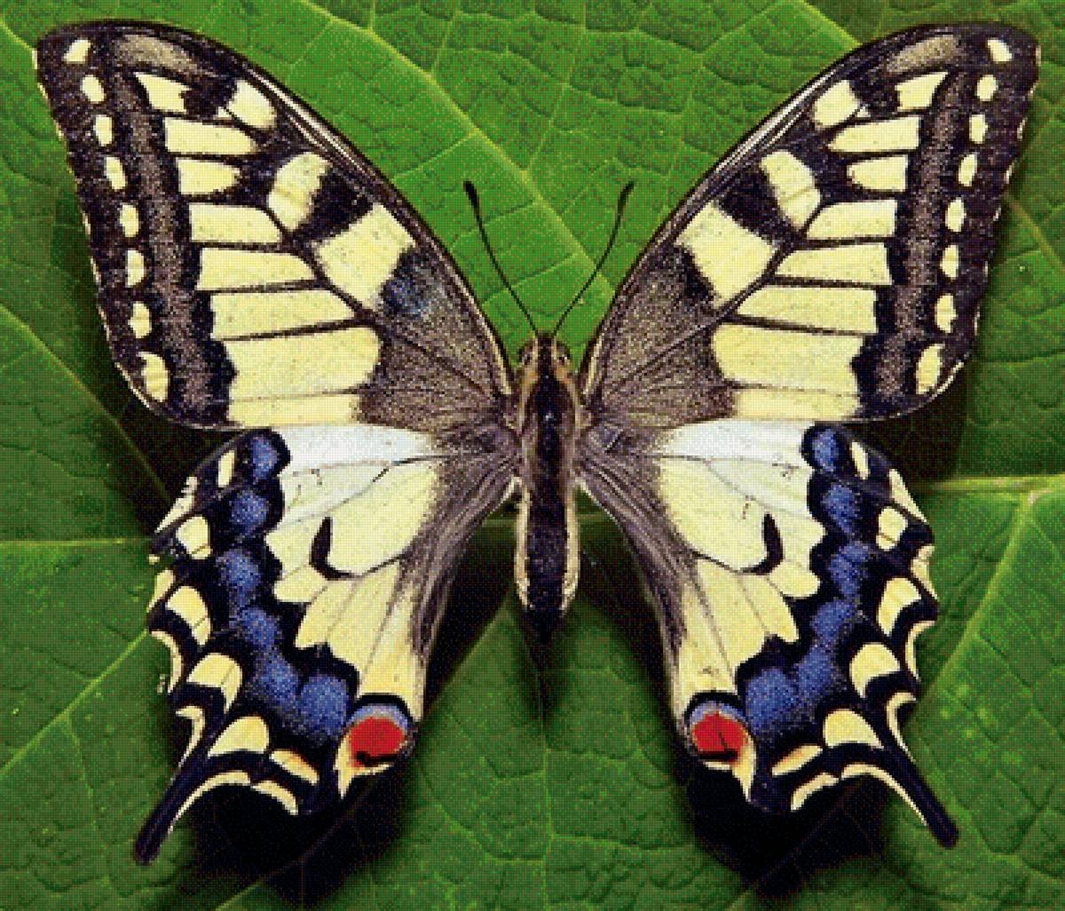 Papilio Machaon