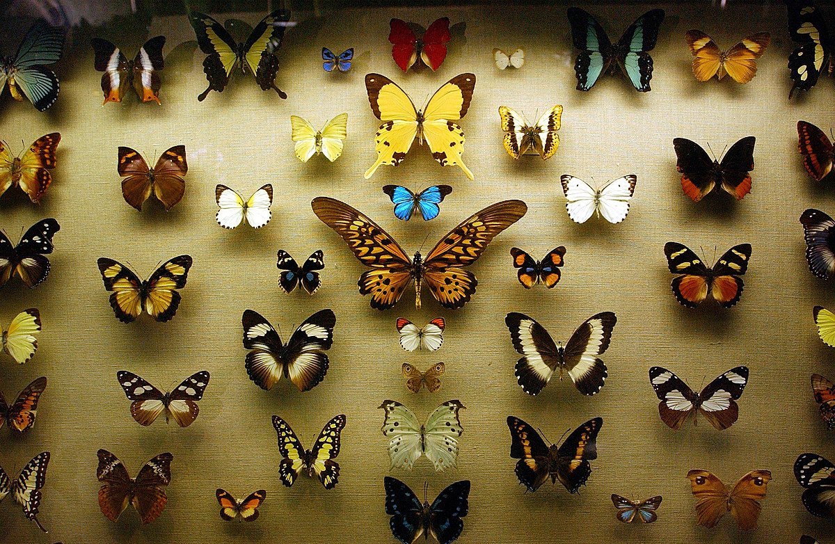 Коллекция энтомологическая "семейство бабочек"