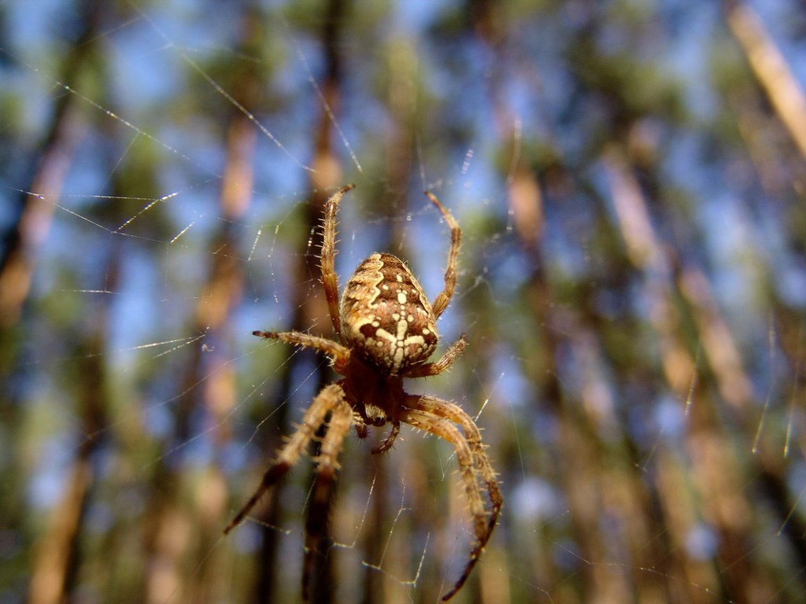 Крестовик Сибирский паук Сибирский