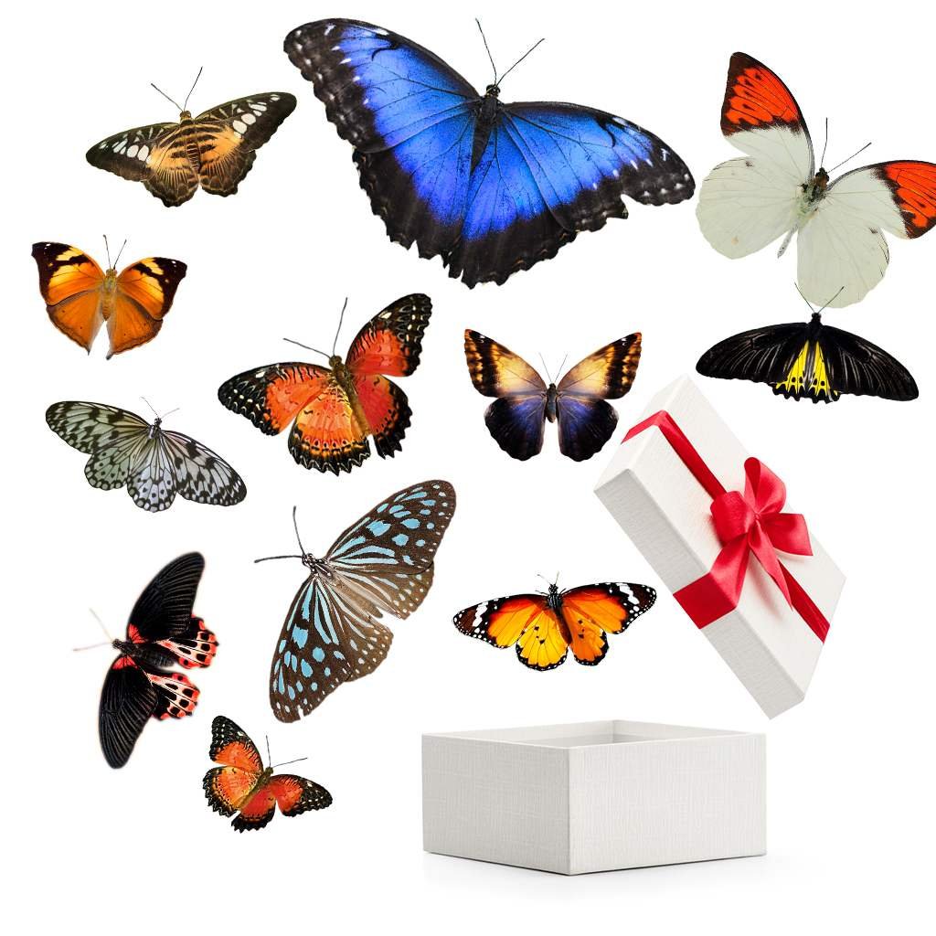 Бабочки в коробке подарок