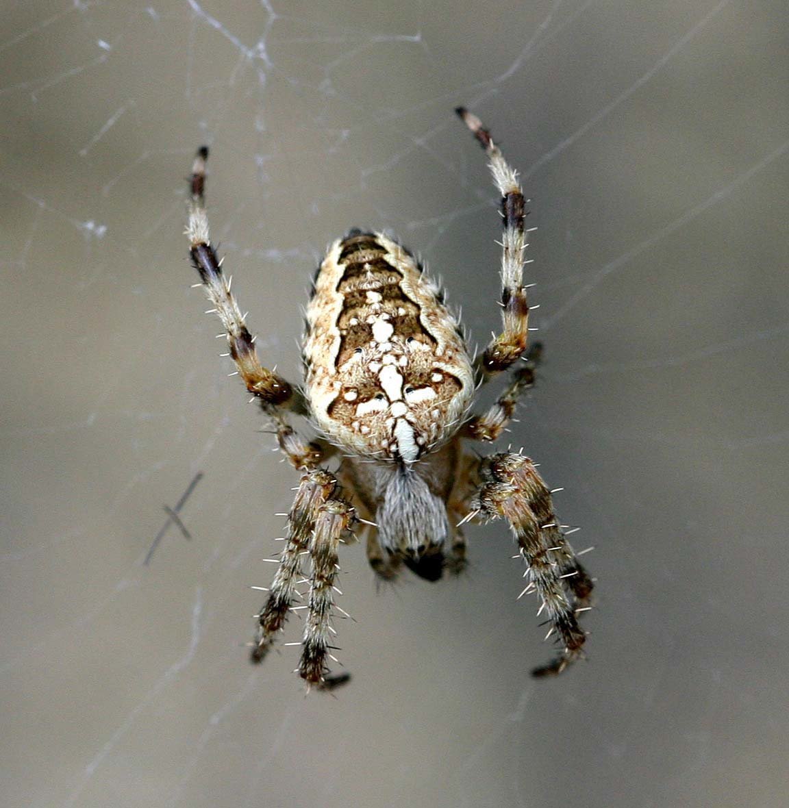 Паук Мизгирь крестовик
