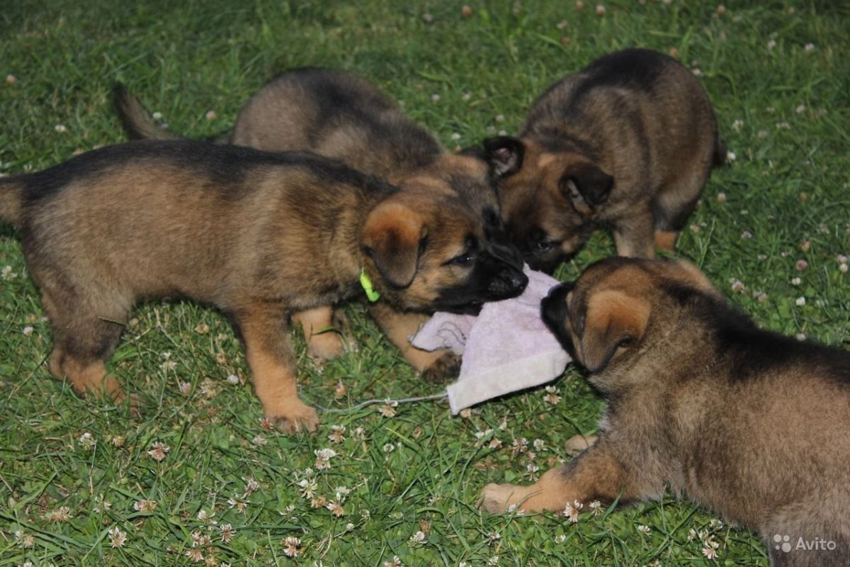 Восточно-европейская овчарка