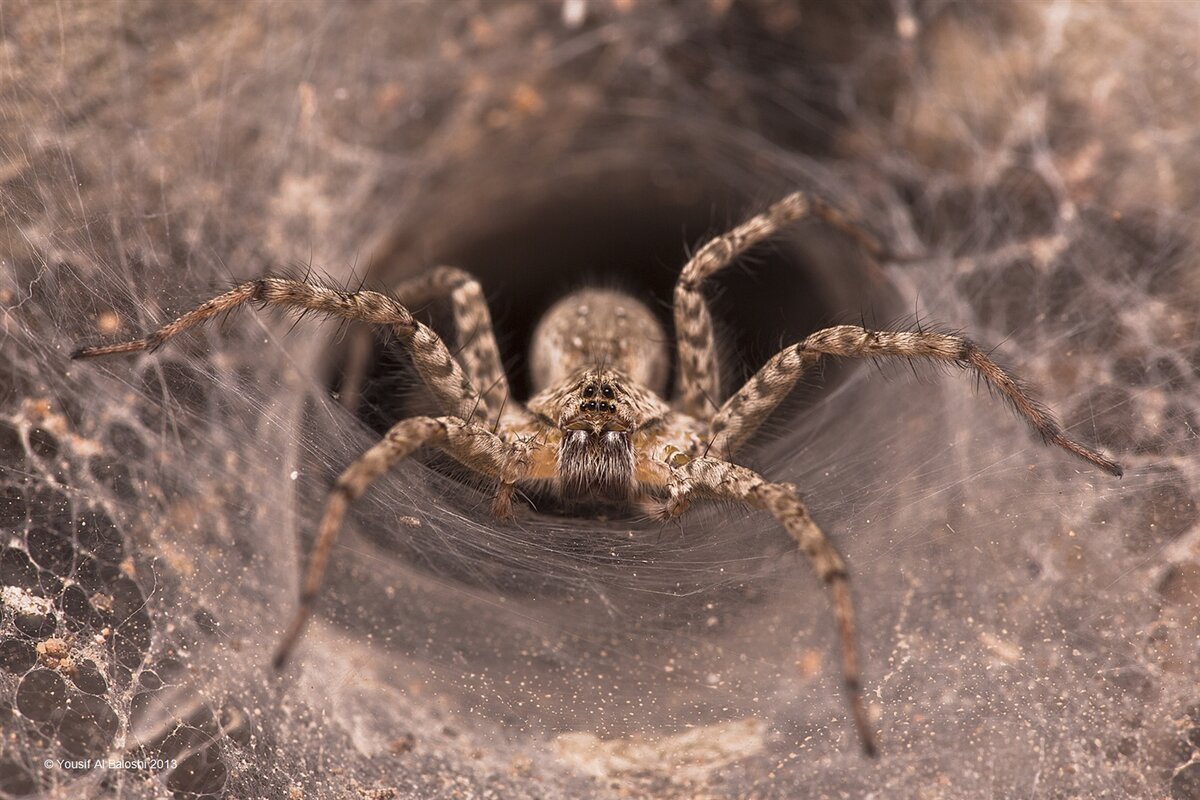 Коричневый паук бродячий