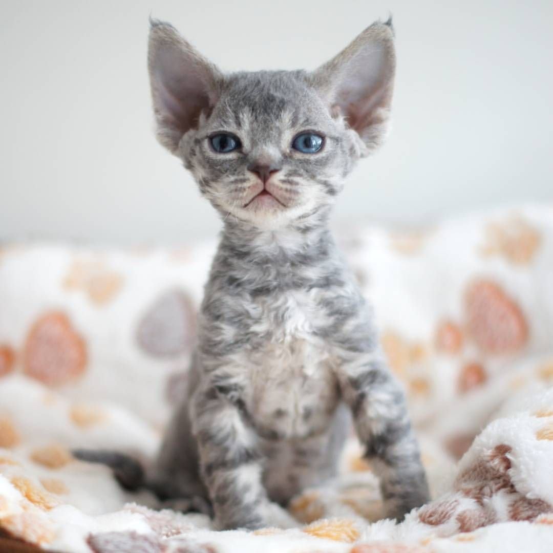 Котенок Девон рекс серый