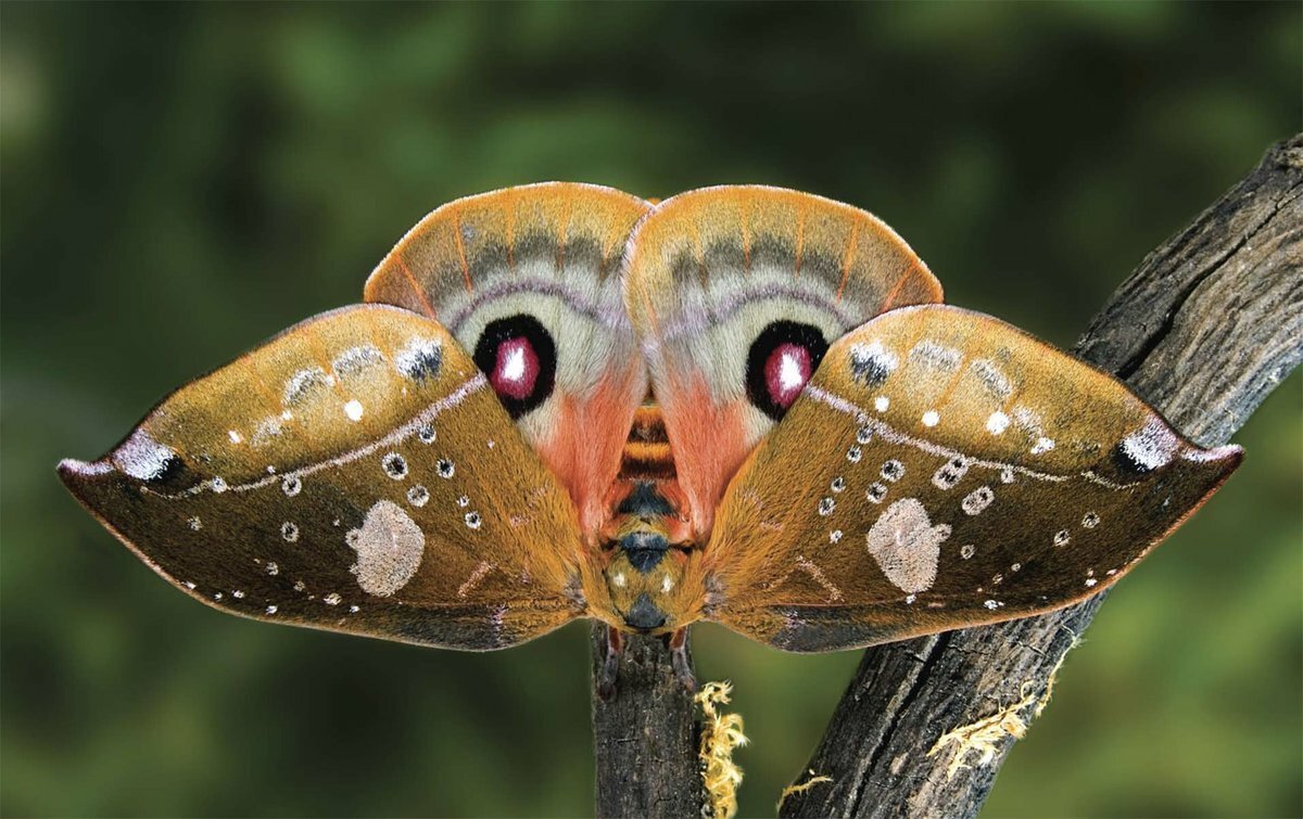 Мотылек Мимикрия