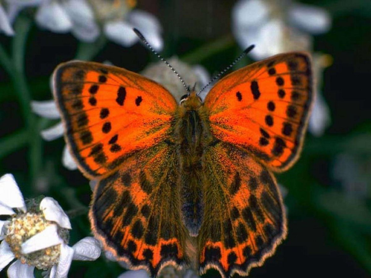 Домашняя бабочка