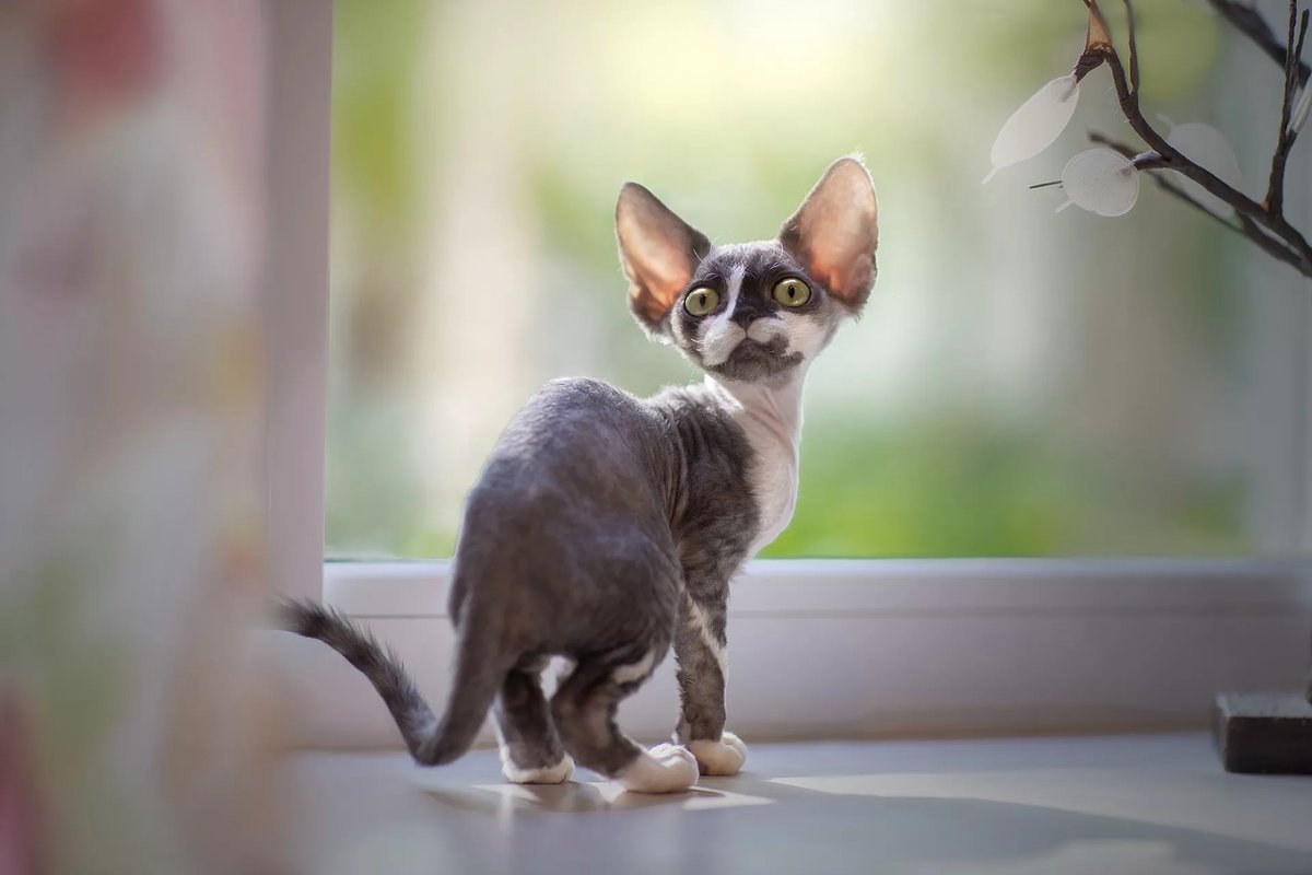 Девон рекс кошка