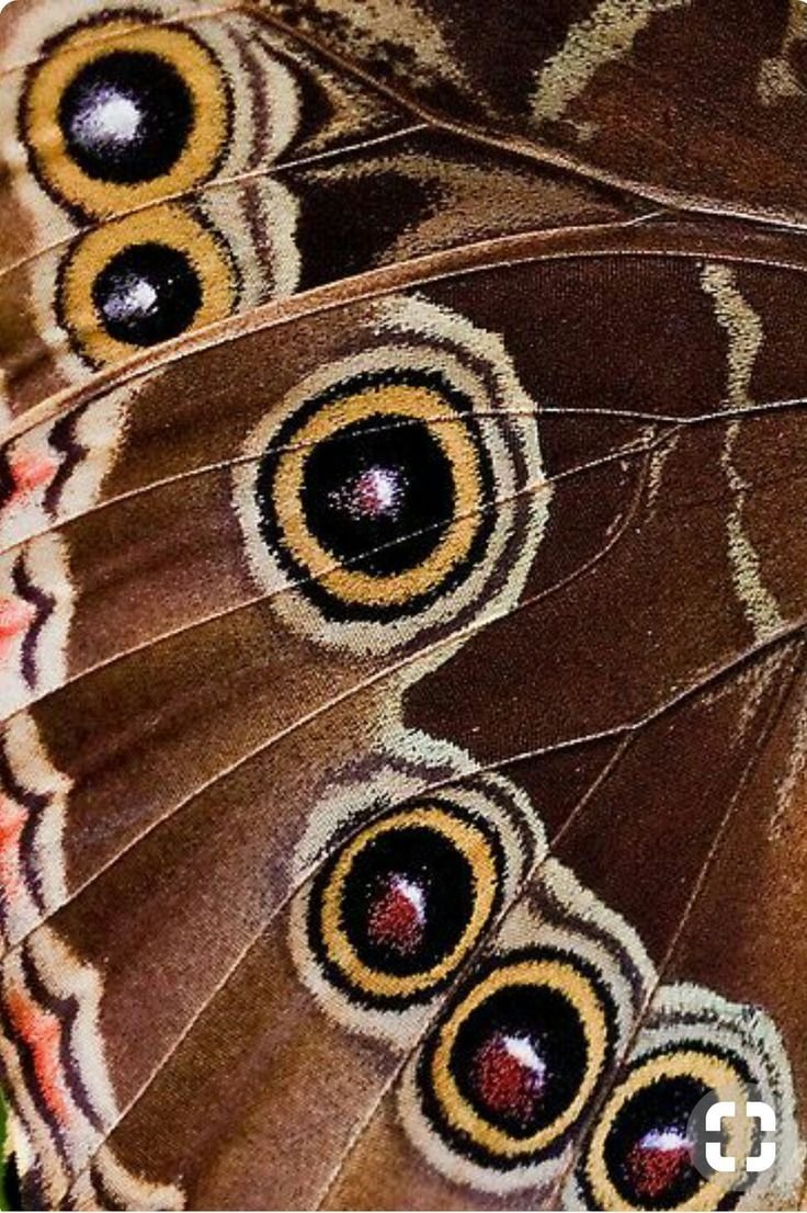 Бабочки расцветка крыльев