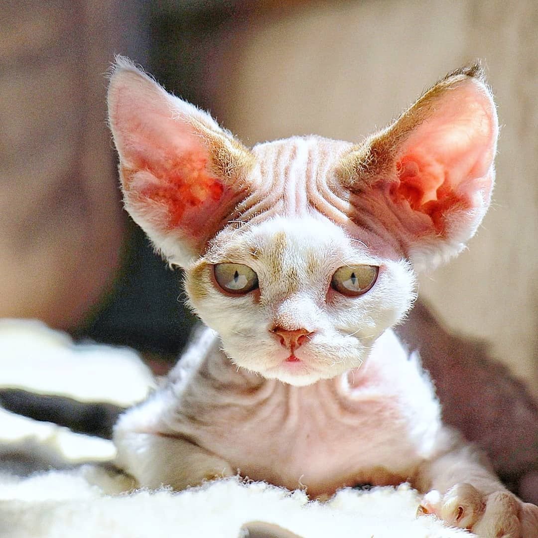 Девон рекс длинношерстный