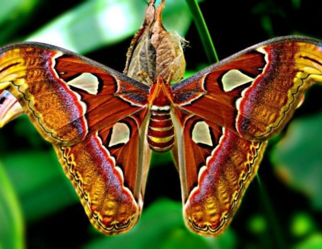 Самая большая бабочка