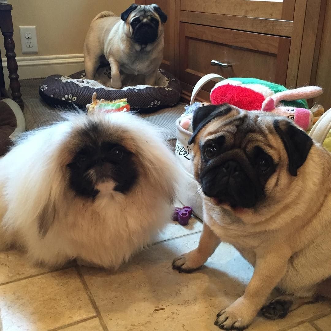 Флаффи бульдог