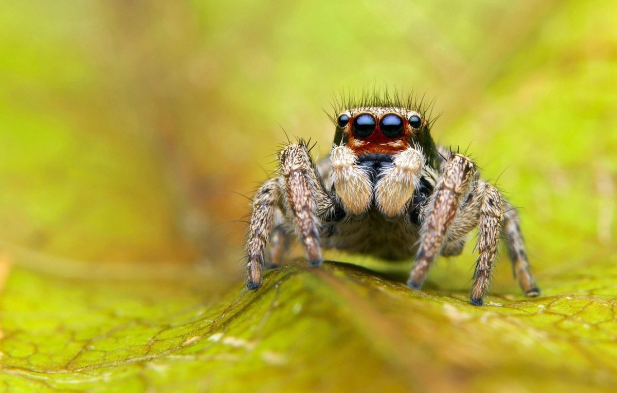 Багира Киплинга паук