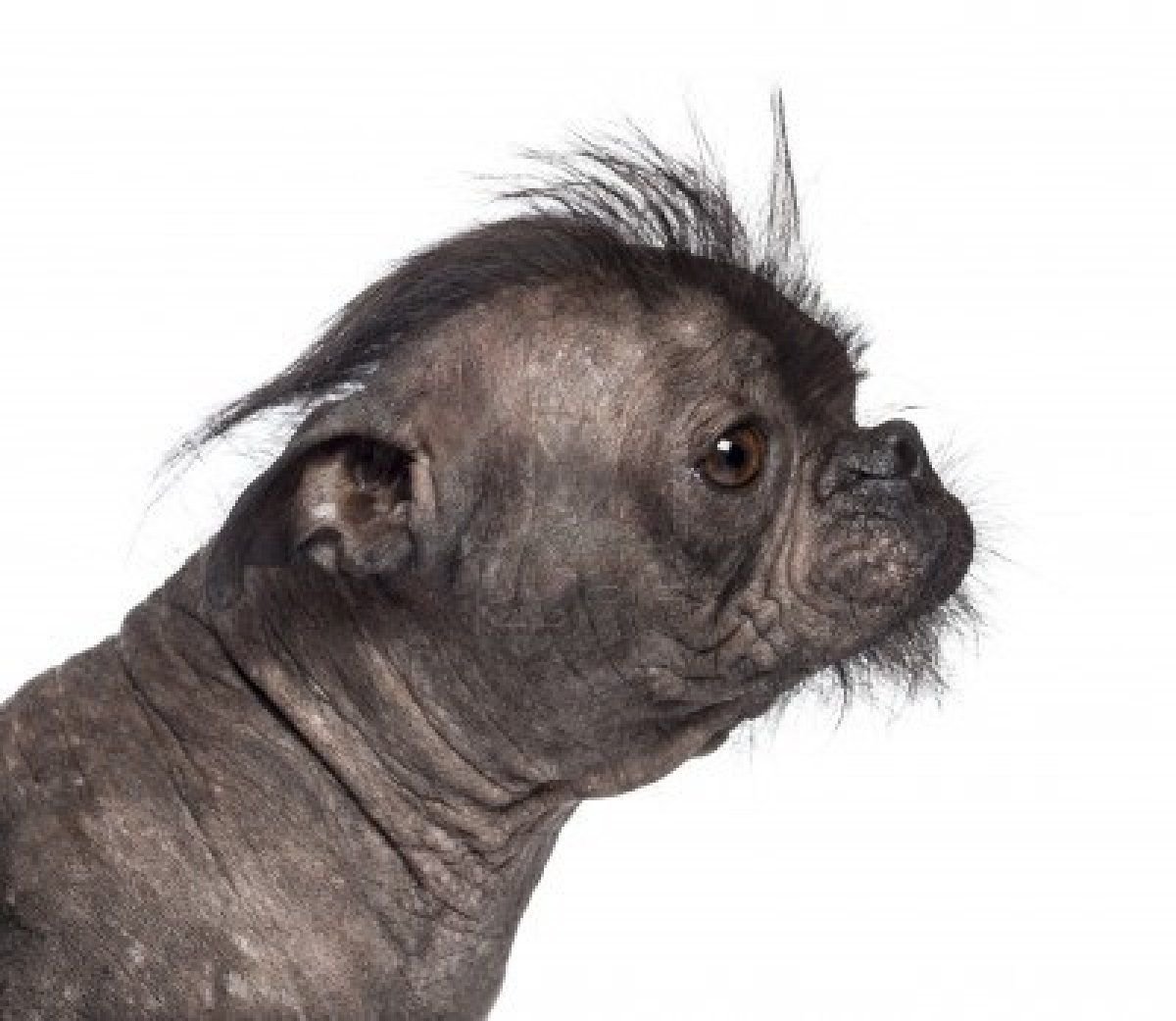 Чихуахуа и Йоркширский терьер