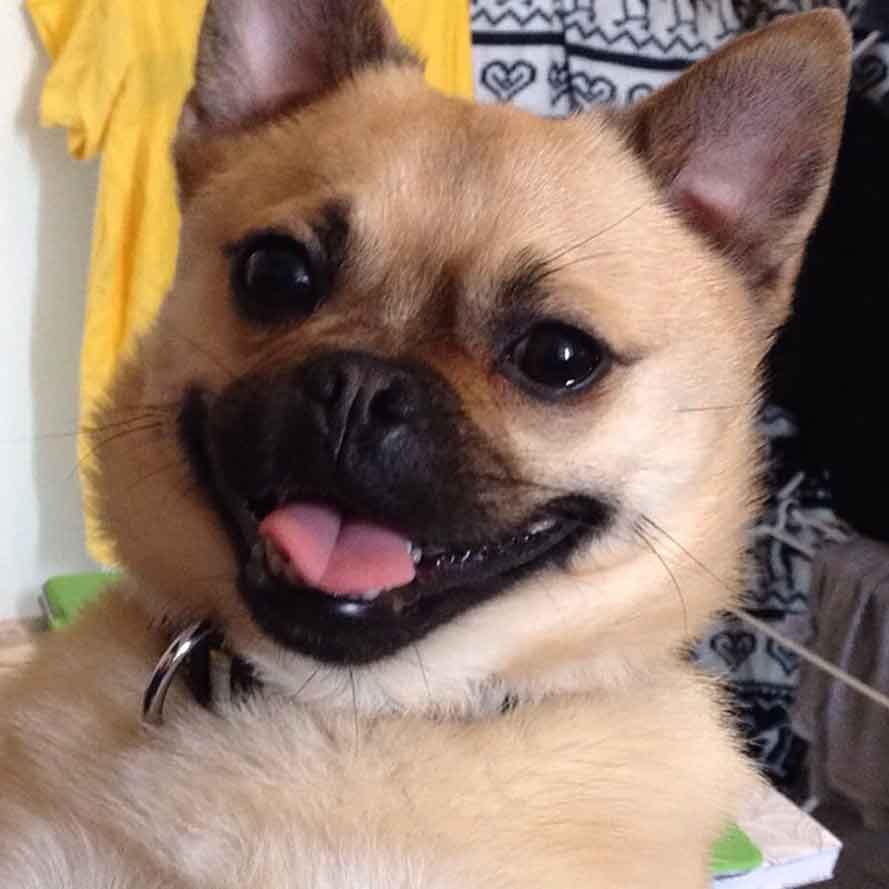 Мопс и чихуахуа