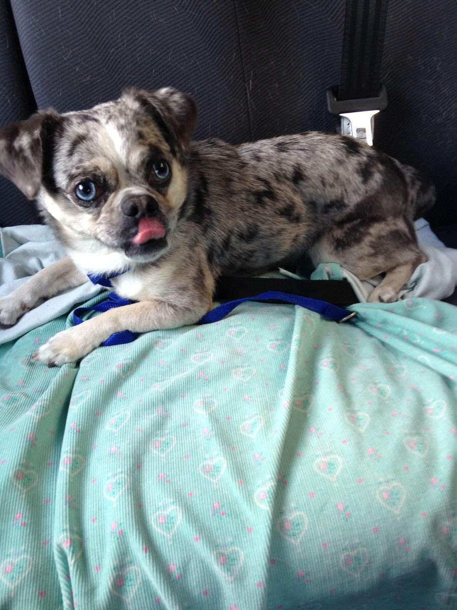 Мопс чих французский бульдог