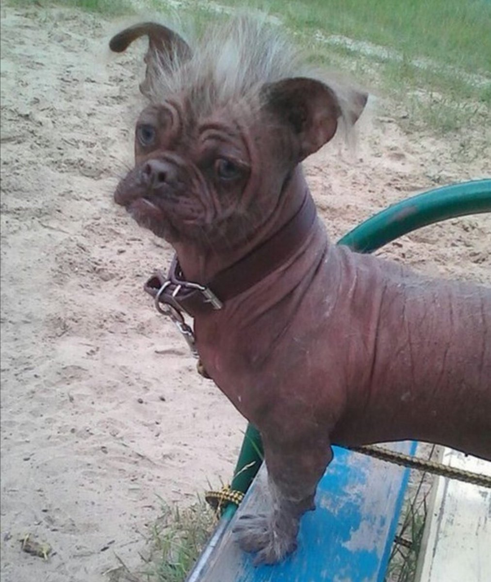 Мопс и Пекинес