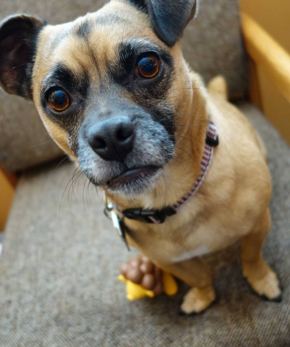 Чихуахуа и бульдог