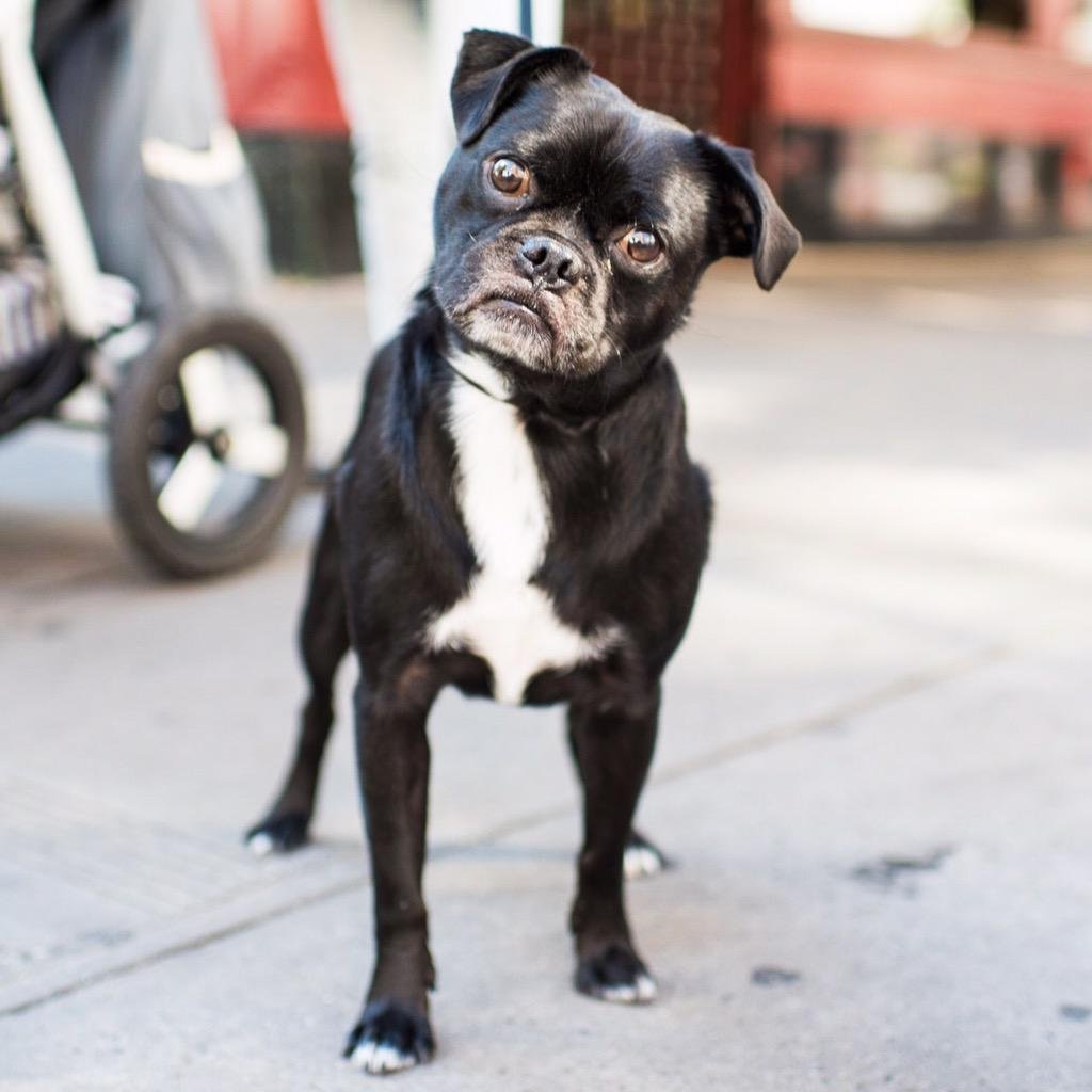 Мопс и китайская хохлатая