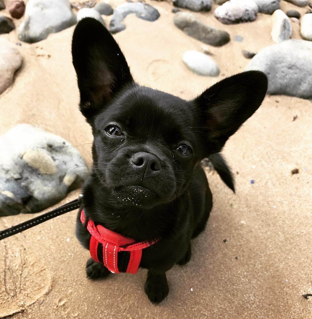 Флаффи французский бульдог