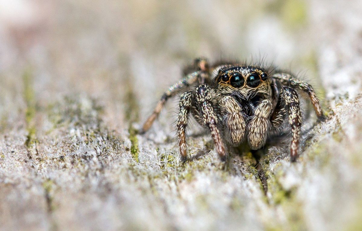 Крымский паук скакун
