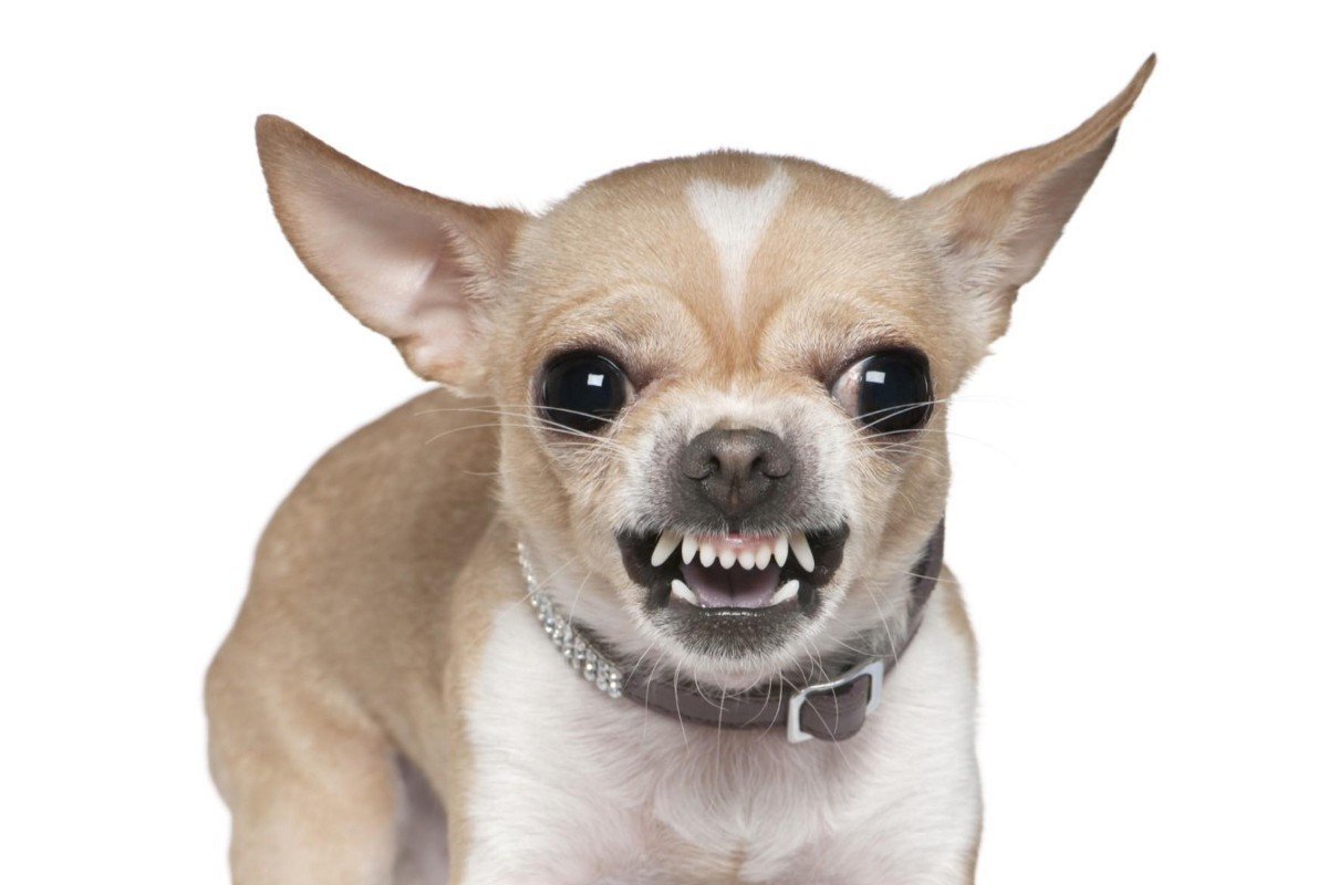 Метис хаски